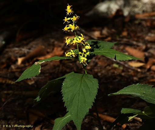 {Solidago flexicaulis}